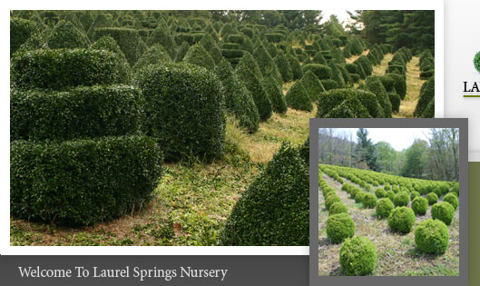 North Carolina Plants Shrubs for sale wholesale