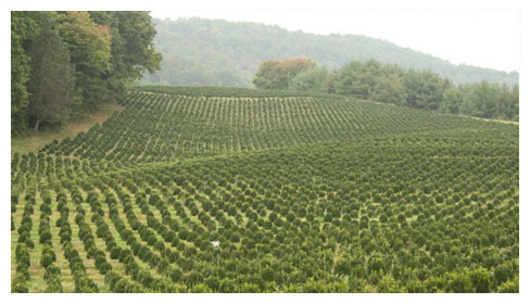 North Carolina Shrubs Evergreen - Boxwood Growers