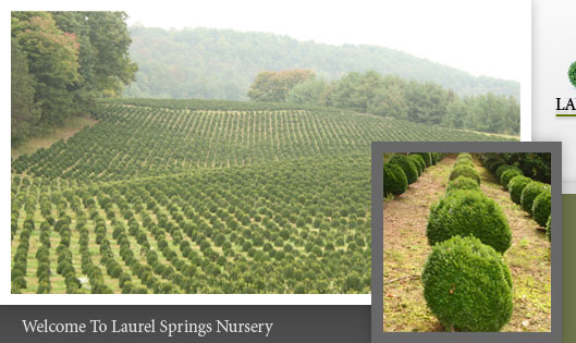 North Carolina Nursery - Boxwood Shrubs For Sale