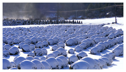 North Carolina Nursery - Boxwood Shrubs For Sale