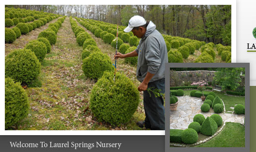 Laurel Springs Nursery